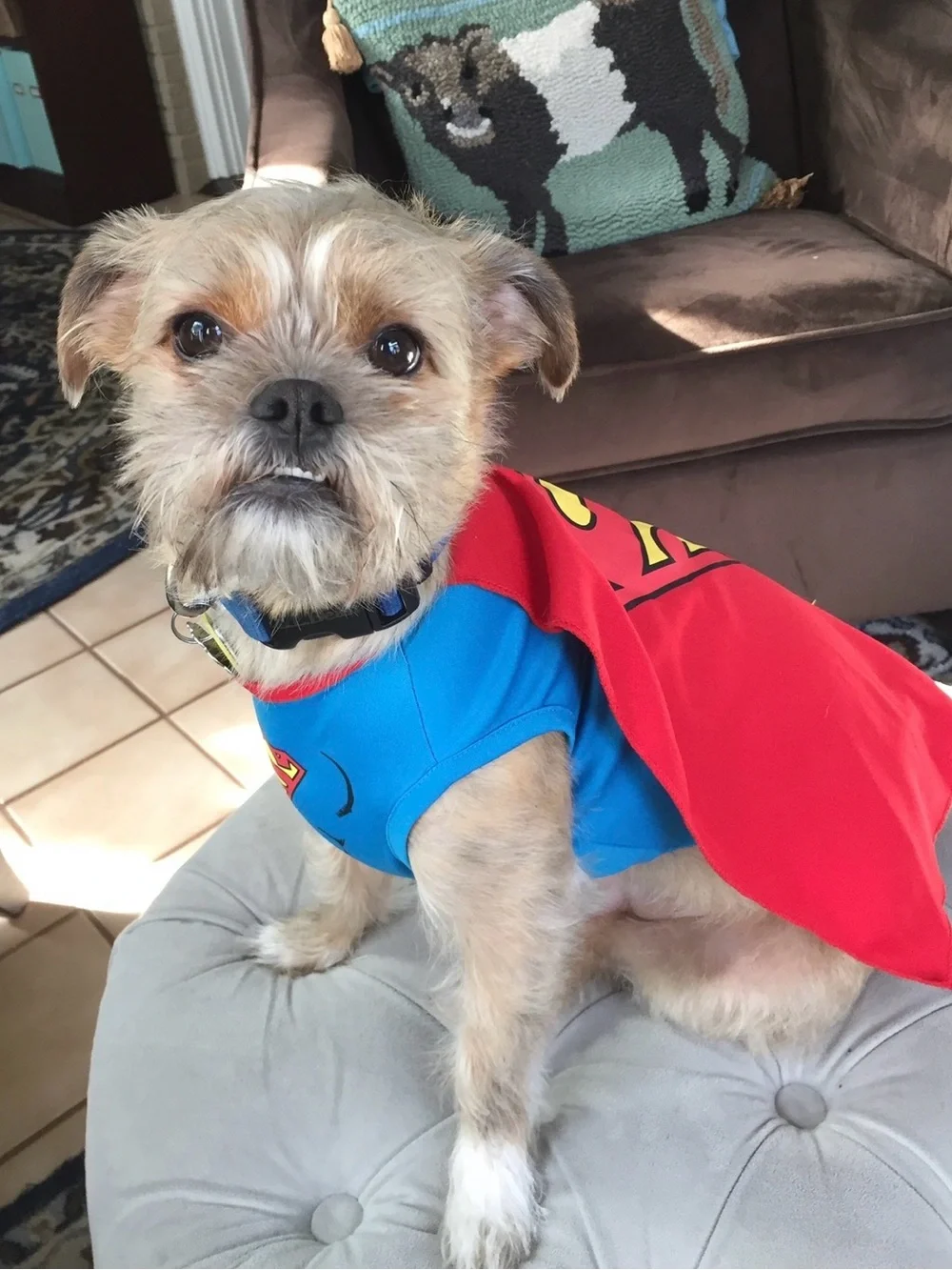 DC Comics Blue & Red Dog Superman Cape Costume Size Small